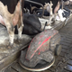Illustration for article titled This Agricultural Roomba Is a Robotic Pooper Scooper for Dairy Farms
